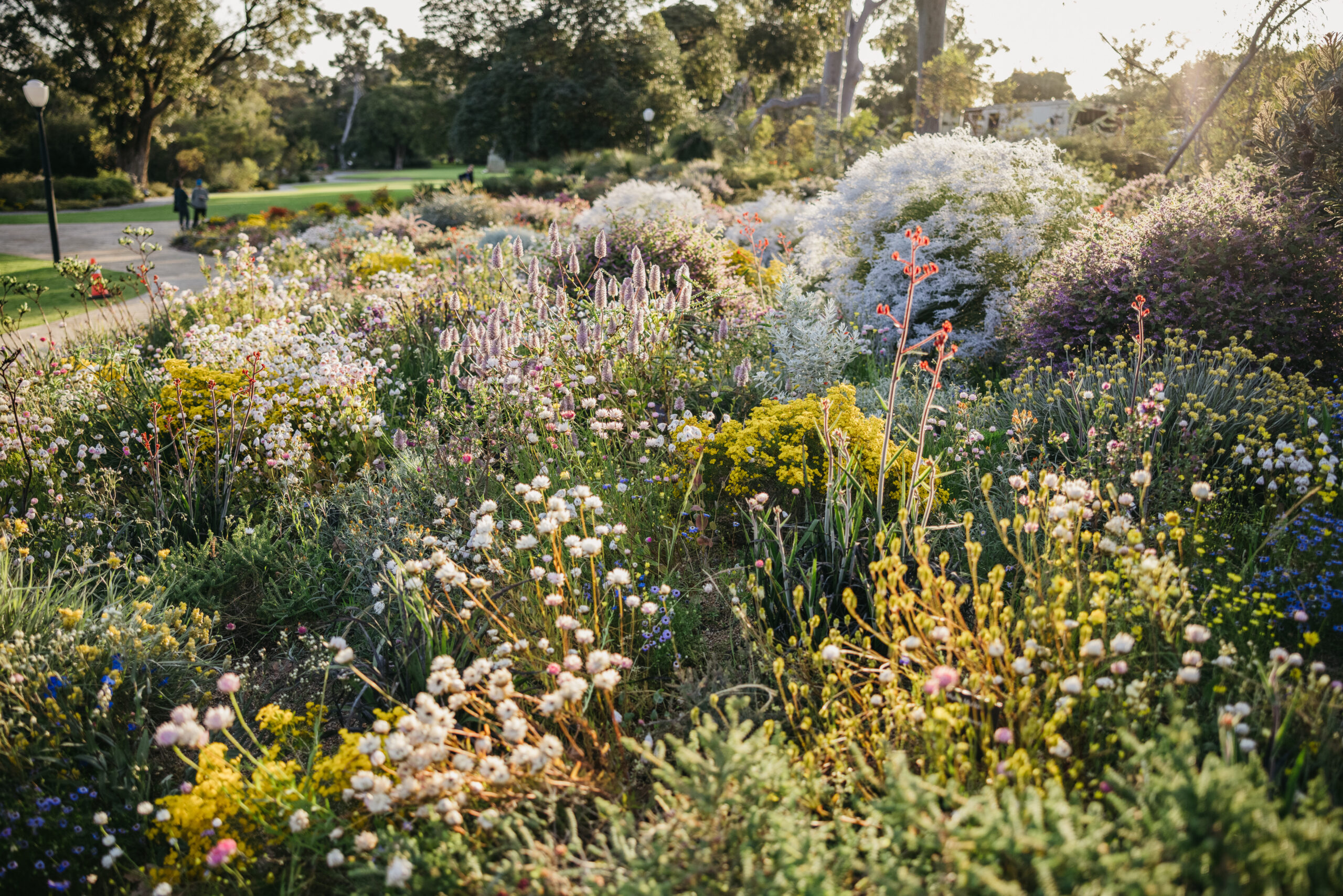 Wildflowers in Kings Park & Botanic Gardens, Perth, Western Australia